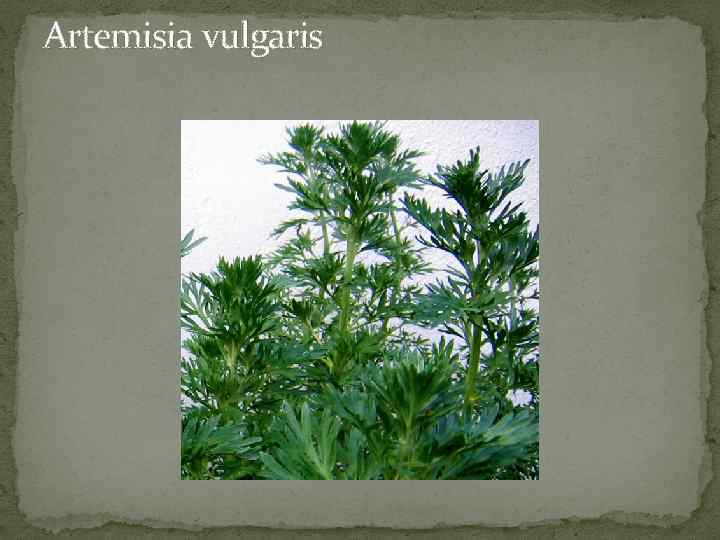 Artemisia vulgaris 