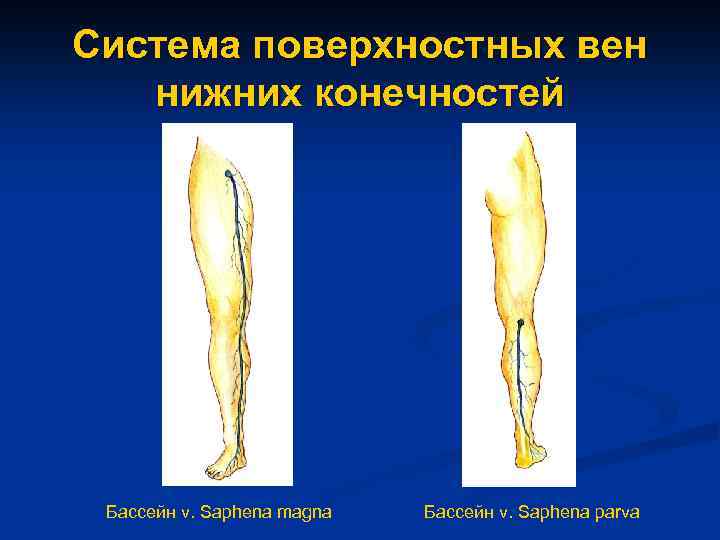 Система поверхностных вен нижних конечностей Бассейн v. Saphena magna Бассейн v. Saphena parva 