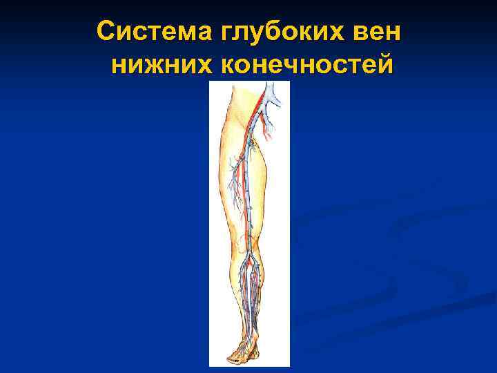 Система глубоких вен нижних конечностей 