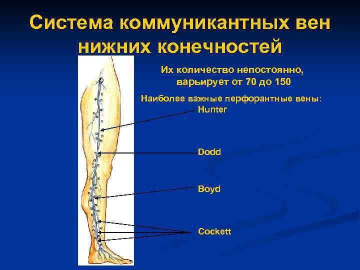 Система коммуникантных вен нижних конечностей Их количество непостоянно, варьирует от 70 до 150 Наиболее