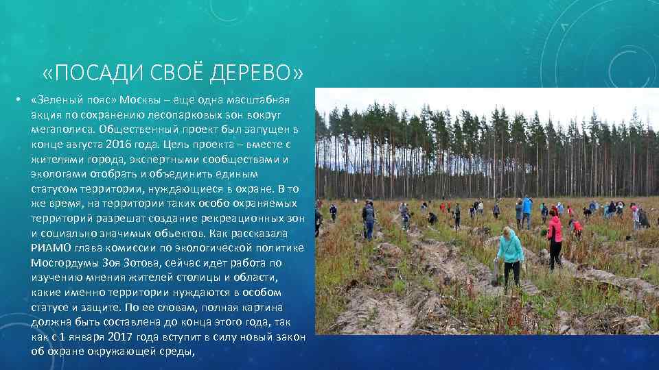  «ПОСАДИ СВОЁ ДЕРЕВО» • «Зеленый пояс» Москвы – еще одна масштабная акция по