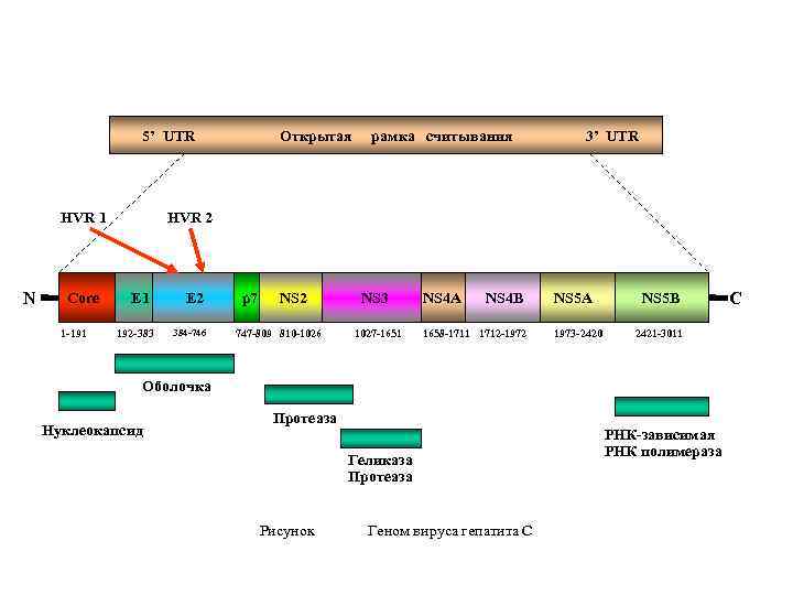 5’ UTR HVR 1 N Core 1 -191 Открытая рамка считывания 3’ UTR HVR