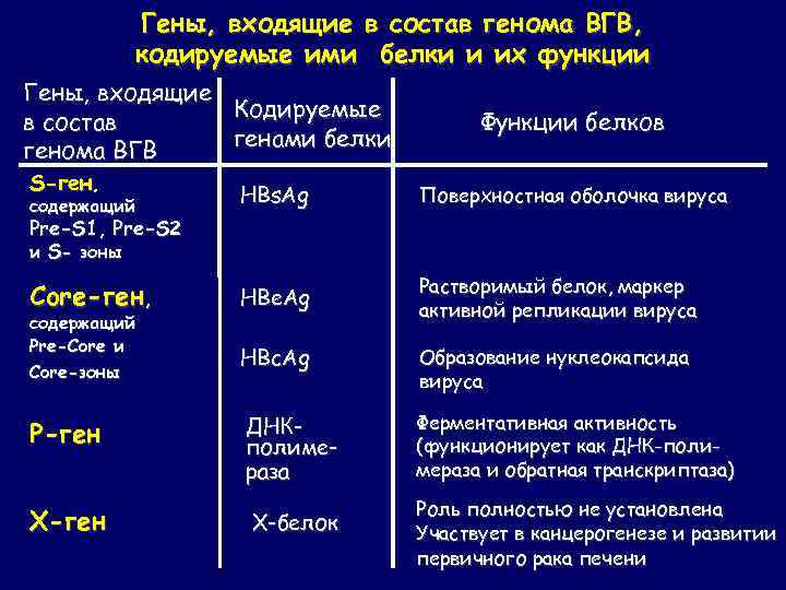 Гены, входящие в состав генома ВГВ, кодируемые ими белки и их функции Гены, входящие