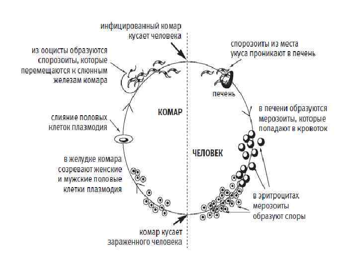 Схема развития комара