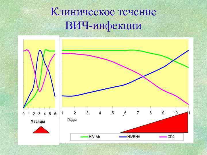 Клиническое течение ВИЧ-инфекции 