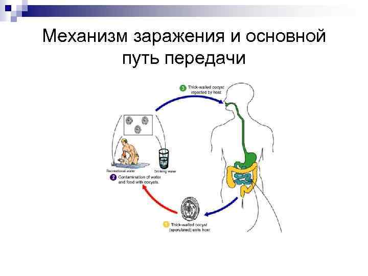 Механизм заражения и основной путь передачи 