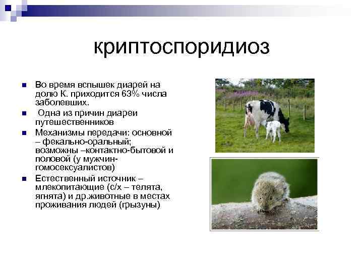 криптоспоридиоз n n Во время вспышек диарей на долю К. приходится 63% числа заболевших.