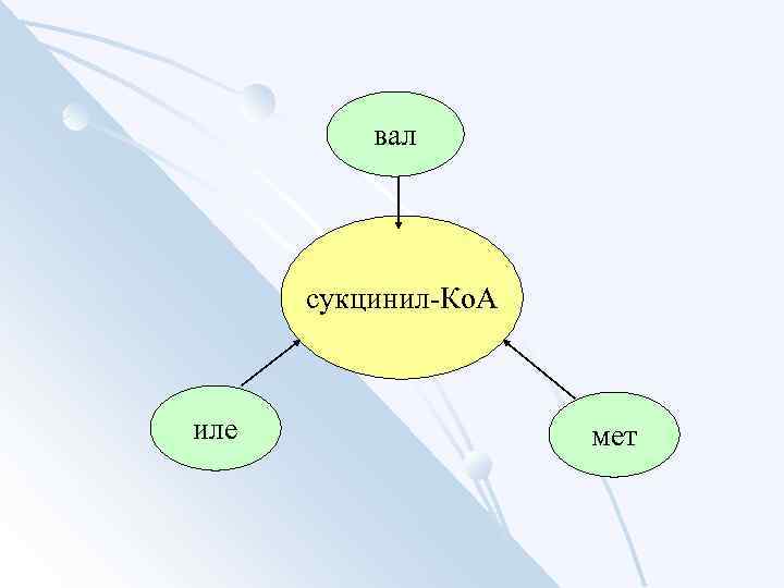 вал сукцинил-Ко. А иле мет 
