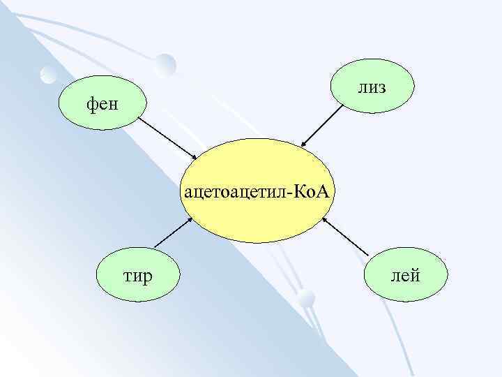 лиз фен ацетоацетил-Ко. А тир лей 