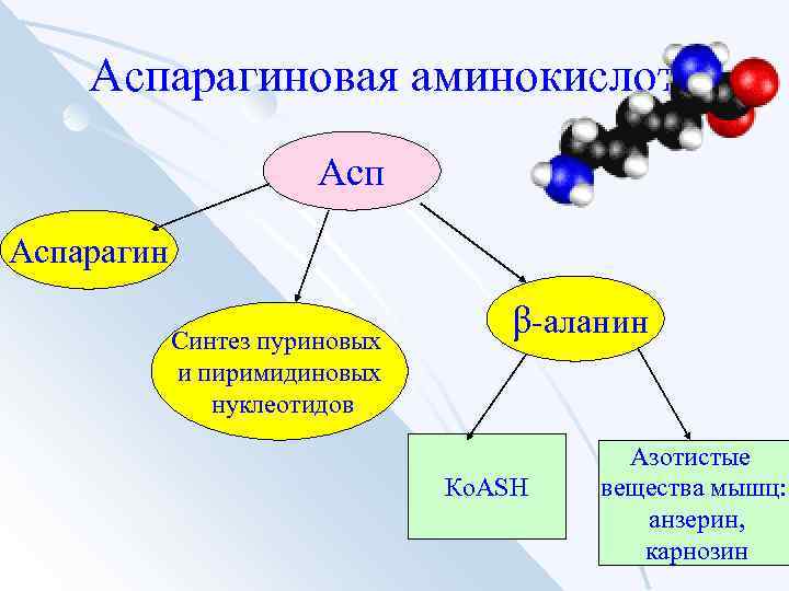 Аспарагиновая аминокислота Аспарагин Синтез пуриновых и пиримидиновых нуклеотидов β-аланин Ко. АSH Азотистые вещества мышц: