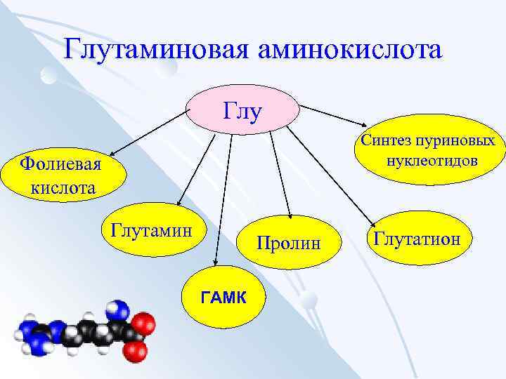 Глутаминовая аминокислота Глу Синтез пуриновых нуклеотидов Фолиевая кислота Глутамин Пролин ГАМК Глутатион 