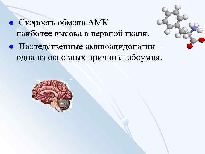 Скорость обмена АМК наиболее высока в нервной ткани. l Наследственные аминоацидопатии – одна из