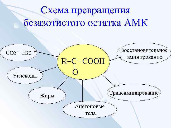 Схема превращения безазотистого остатка АМК Восстановительное аминирование СО 2 + Н 20 Углеводы Трансаминирование