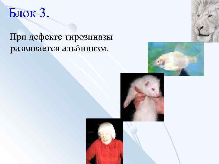 Блок 3. При дефекте тирозиназы развивается альбинизм. 