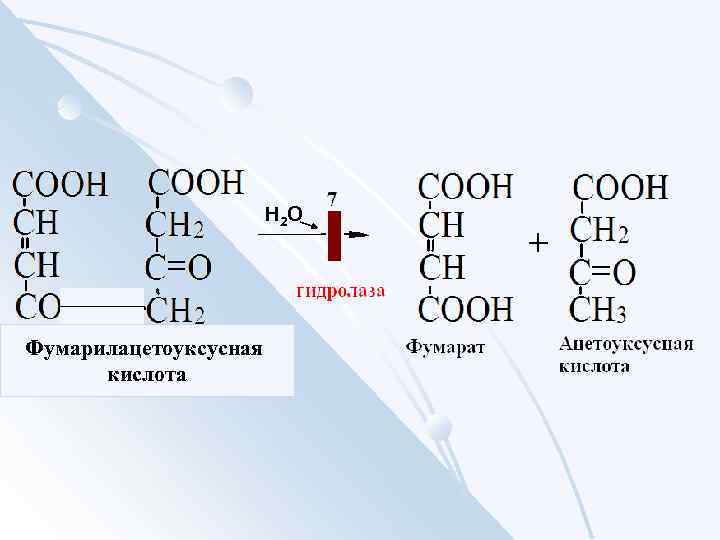 Н 2 О Фумарилацетоуксусная кислота 