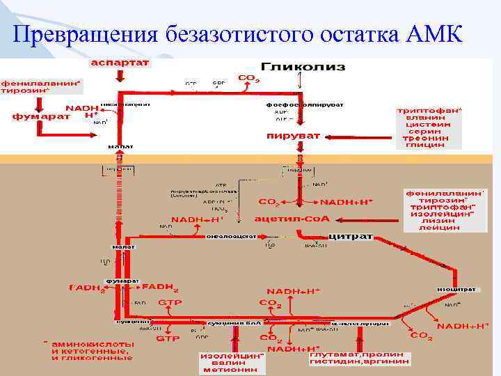 Превращения безазотистого остатка АМК 