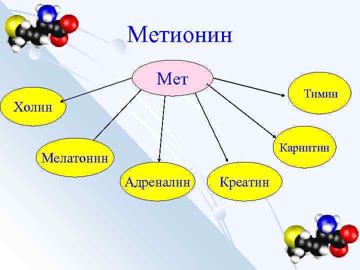 Метионин Мет Тимин Холин Карнитин Мелатонин Адреналин Креатин 