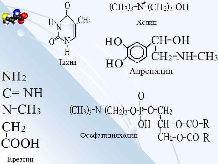 Холин Фосфатидилхолин Креатин 