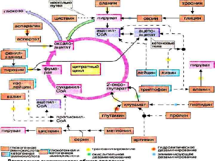 Общая схема источников и путей утилизации аминокислот в тканях