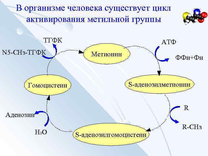 В организме человека существует цикл активирования метильной группы ТГФК N 5 -CHз-ТГФК Гомоцистеин АТФ