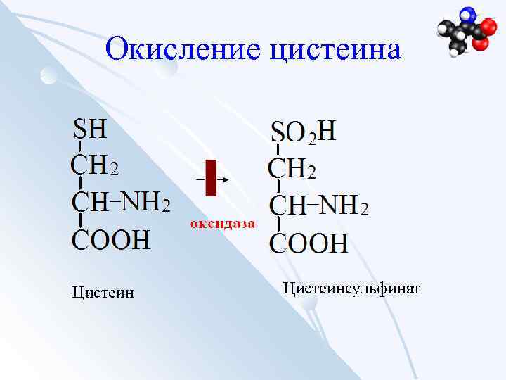 Окисление цистеина Цистеинсульфинат 