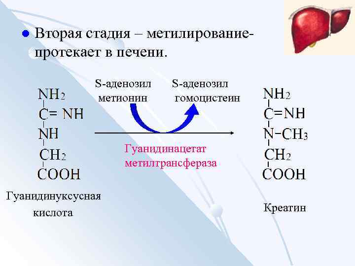 l Вторая стадия – метилированиепротекает в печени. S-аденозил метионин S-аденозил гомоцистеин Гуанидинацетат метилтрансфераза Гуанидинуксусная