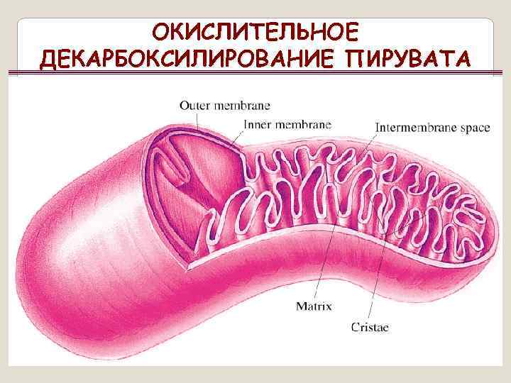 ОКИСЛИТЕЛЬНОЕ ДЕКАРБОКСИЛИРОВАНИЕ ПИРУВАТА 