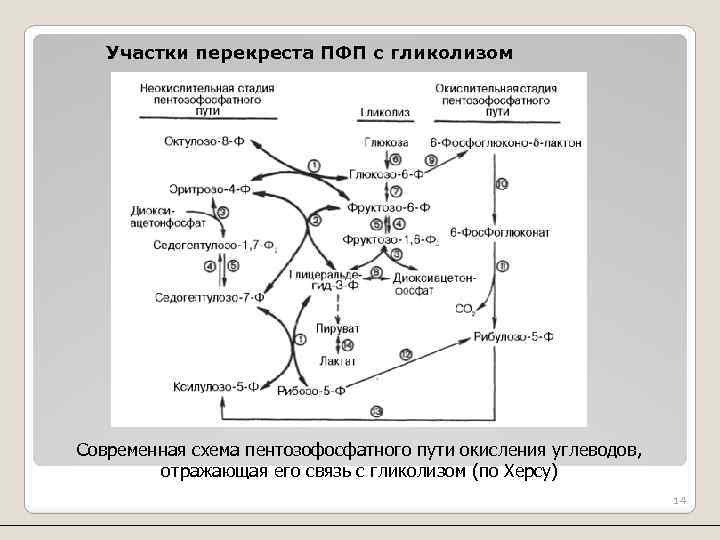 Участки перекреста ПФП с гликолизом Современная схема пентозофосфатного пути окисления углеводов, отражающая его связь