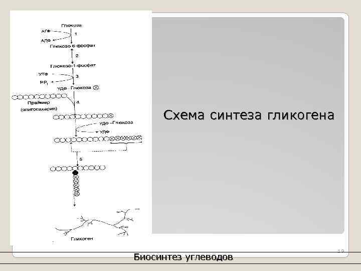 Схема синтеза гликогена Биосинтез углеводов 19 