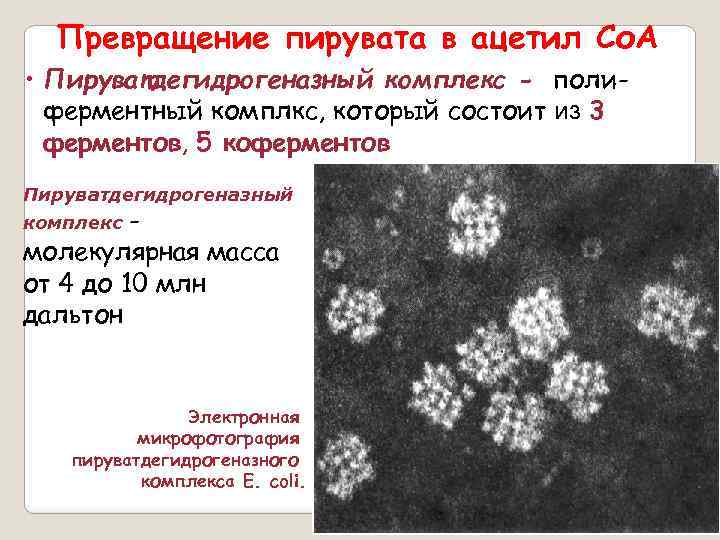 Превращение пирувата в ацетил Со. А • Пируватдегидрогеназный комплекс - полиферментный комплкс, который состоит