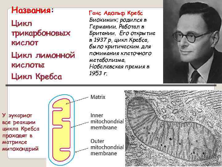 Названия: Цикл трикарбоновых кислот Цикл лимонной кислоты Цикл Кребса У эукариот все реакции цикла