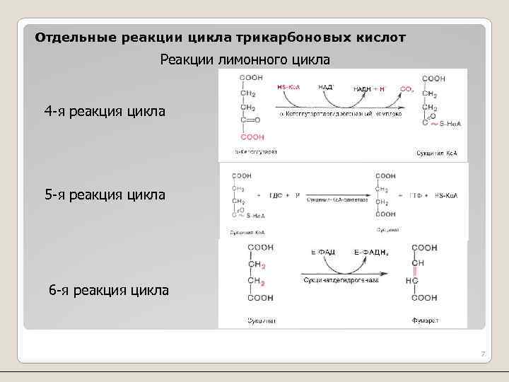 Отдельные реакции цикла трикарбоновых кислот Реакции лимонного цикла 4 -я реакция цикла 5 -я