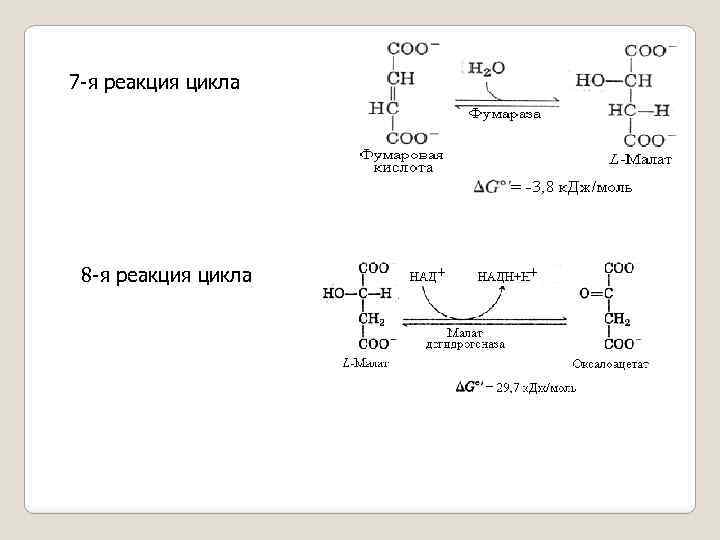 7 -я реакция цикла 8 -я реакция цикла 