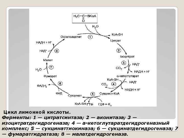 Цикл лимонной кислоты. Ферменты: 1 — цитратсинтаза; 2 — аконитаза; 3 — изоцитратдегидрогеназа; 4