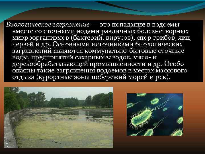 Биологическое загрязнение — это попадание в водоемы вместе со сточными водами различных болезнетворных микроорганизмов