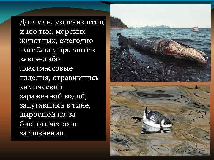 До 2 млн. морских птиц и 100 тыс. морских животных, ежегодно погибают, проглотив какие-либо