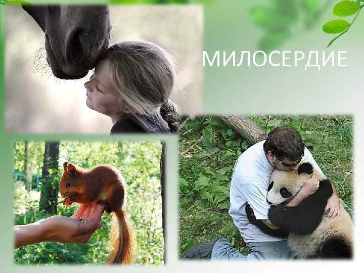 МИЛОСЕРДИЕ 