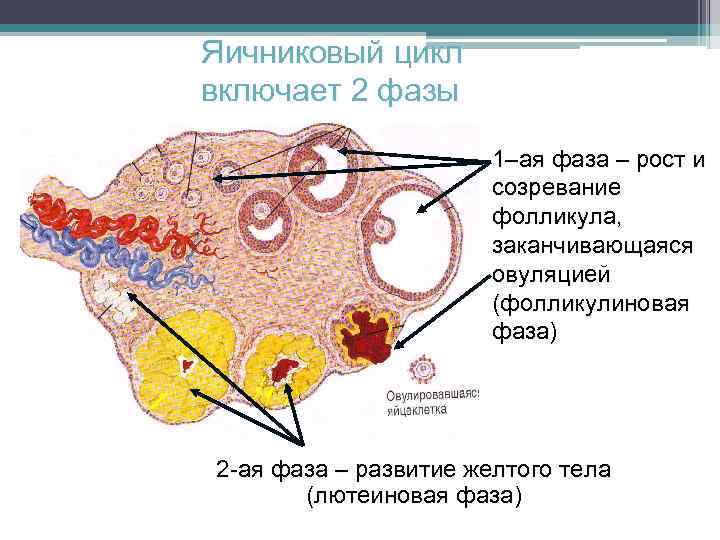 Желтое тело рисунок