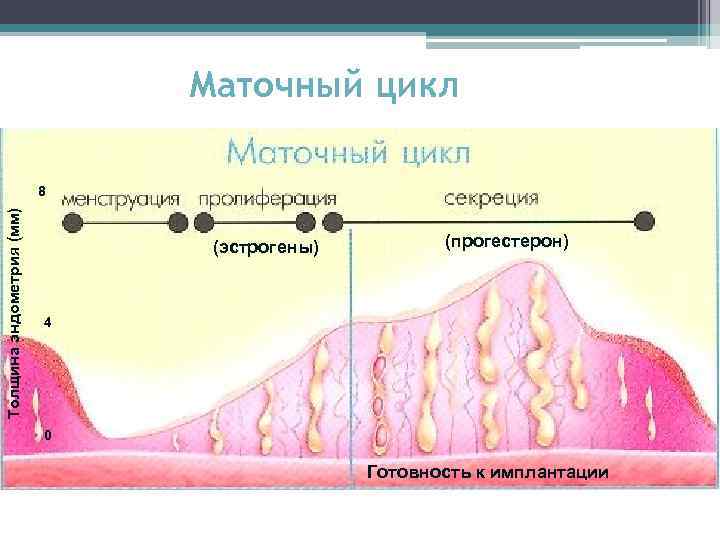 Маточный цикл Толщина эндометрия (мм) 8 (эстрогены) (прогестерон) 4 0 Готовность к имплантации 