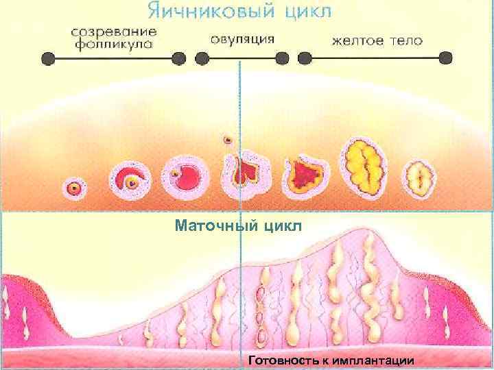 8 (прогестерон) (эстрогены) Маточный цикл Готовность к имплантации 