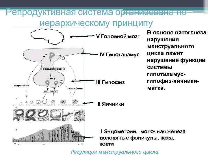 Схема регуляции менструационного цикла