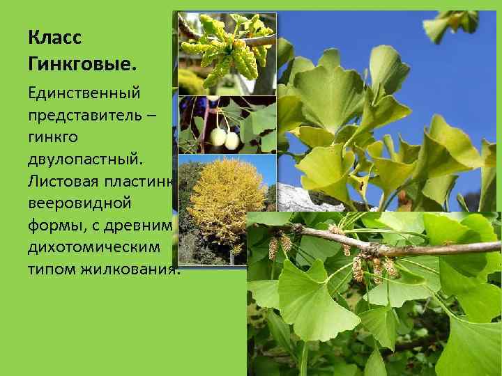 Класс Гинкговые. Единственный представитель – гинкго двулопастный. Листовая пластинка вееровидной формы, с древним дихотомическим