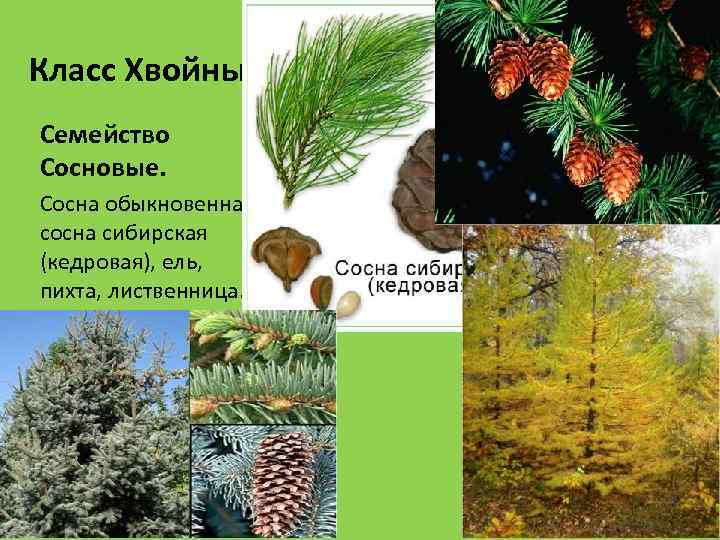 Класс Хвойные. Семейство Сосновые. Сосна обыкновенная, сосна сибирская (кедровая), ель, пихта, лиственница. 