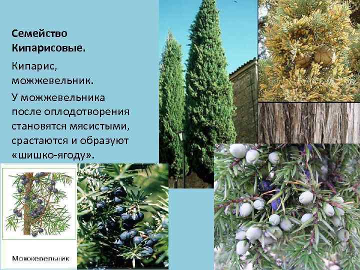 Семейство Кипарисовые. Кипарис, можжевельник. У можжевельника после оплодотворения становятся мясистыми, срастаются и образуют «шишко-ягоду»