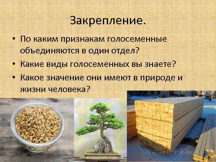 Закрепление. • По каким признакам голосеменные объединяются в один отдел? • Какие виды голосеменных