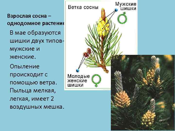 Взрослая сосна – однодомное растение. В мае образуются шишки двух типовмужские и женские. Опыление