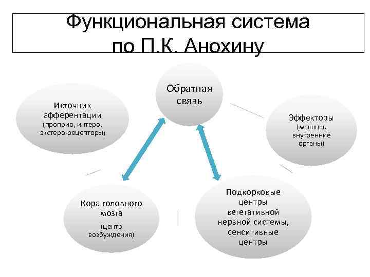 Функциональная система по П. К. Анохину Источник афферентации (проприо, интеро, экстеро-рецепторы) Кора головного мозга