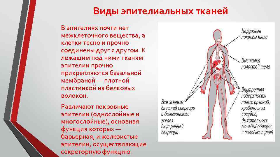 Виды эпителиальных тканей В эпителиях почти нет межклеточного вещества, а клетки тесно и прочно