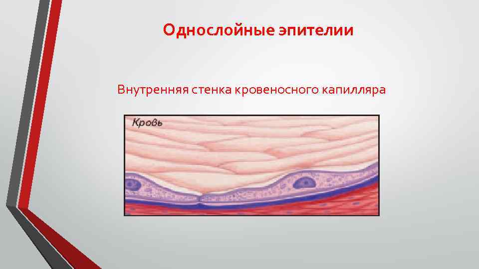 Однослойные эпителии Внутренняя стенка кровеносного капилляра 