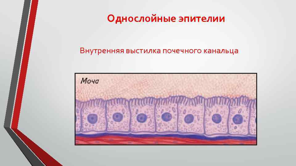 Однослойные эпителии Внутренняя выстилка почечного канальца 